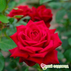 Роза чайно-гибридная Бургундия