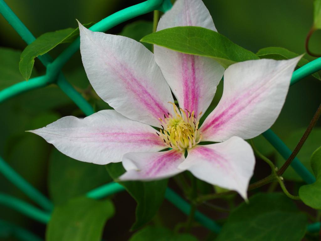 Клематис андромеда. Клематис Clematis Andromeda. Клематис Andromeda (Андромеда). Клематис гибридный Andromeda.