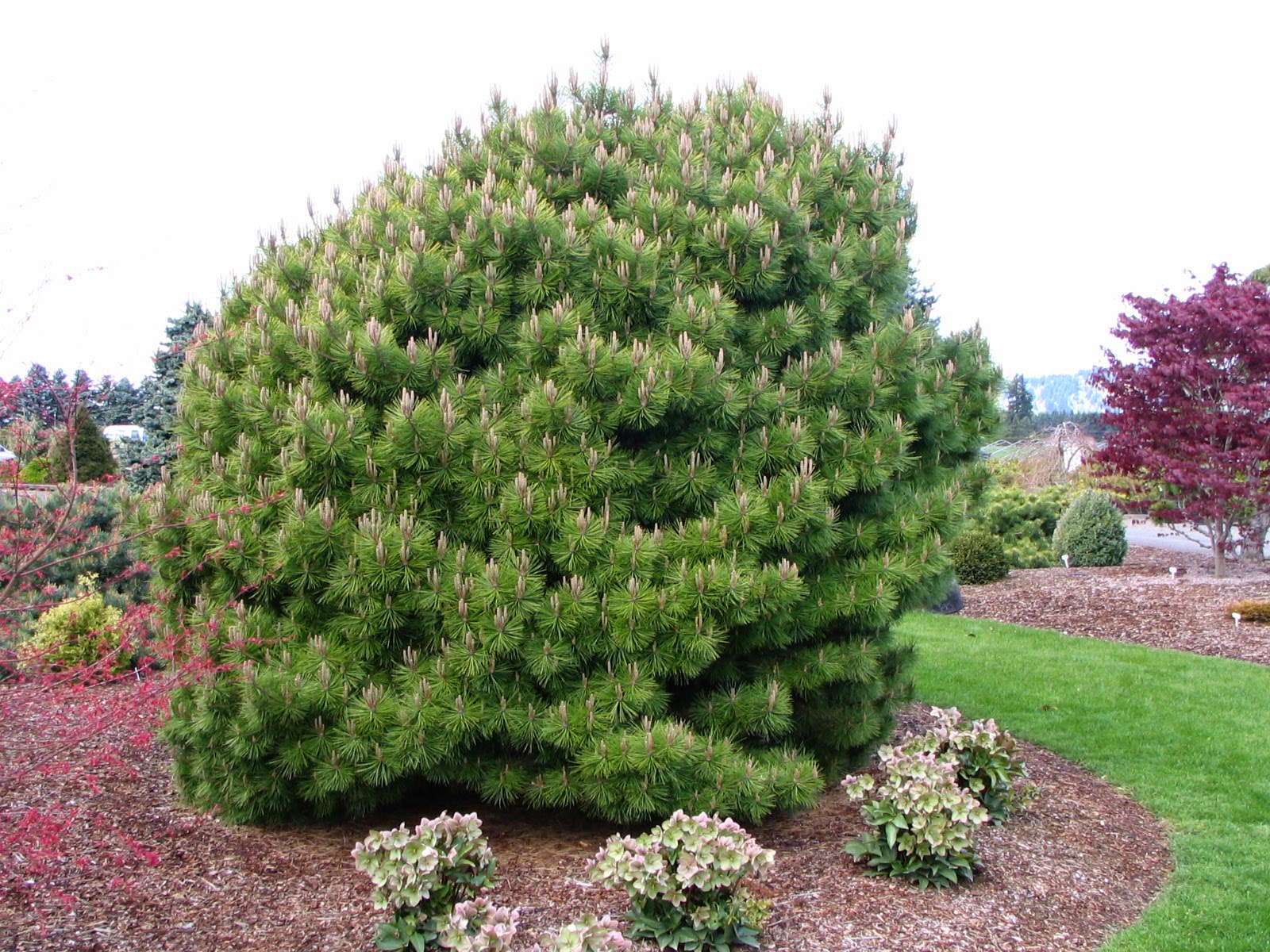 Сосна горная фото и описание. Сосна Горная Мугус. Сосна Горная Мугус/Pinus. Сосна Горная Муго Мугус. Сосна Горная mughus.