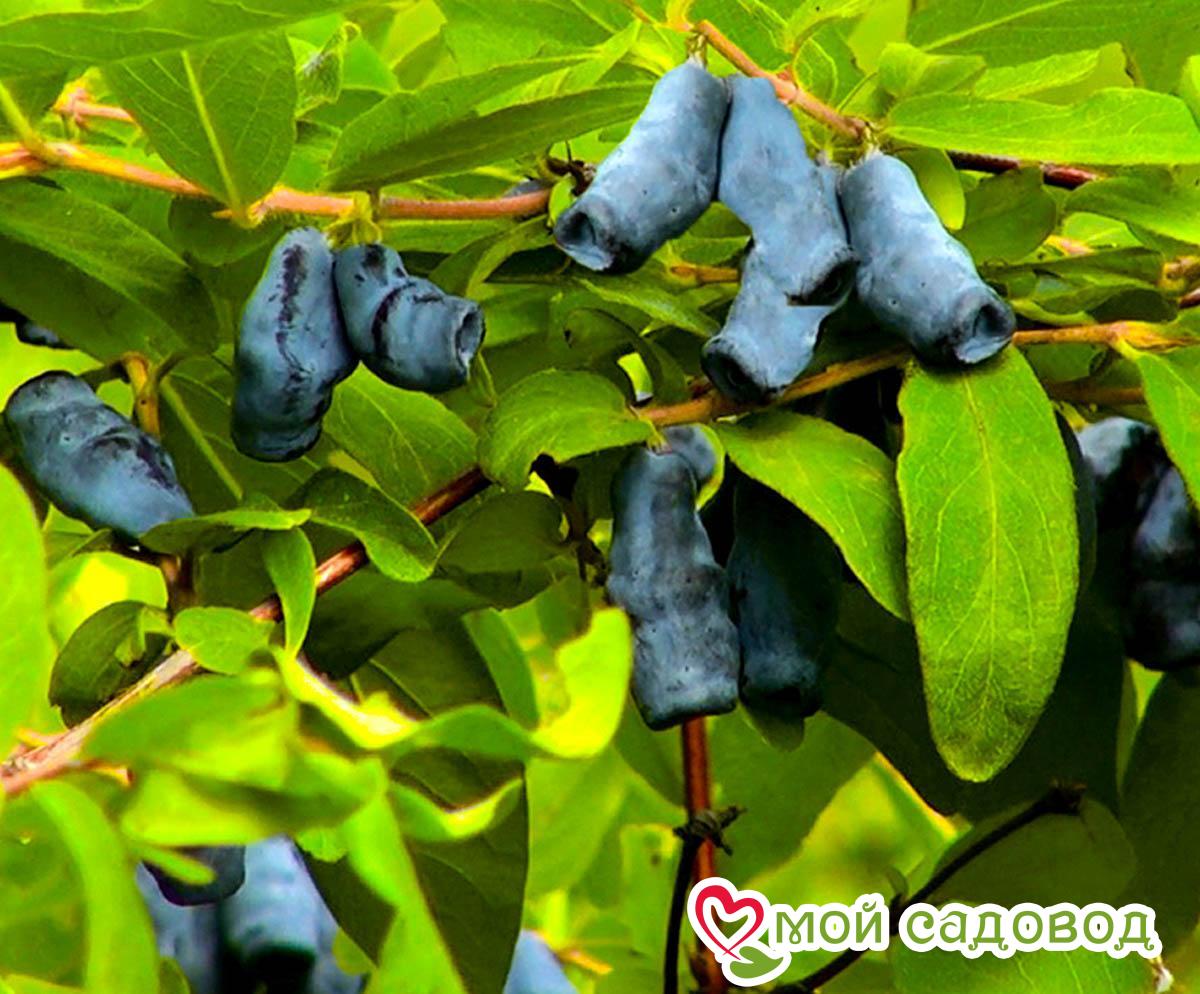 Жимолость. Жимолость съедобная (Lonicera edulis). Жимолость съедобная Амфора. : Жимолость съедобная (Lonicera edulis) крона. . Жимолость съедобная (Lonicera edulis) побег.