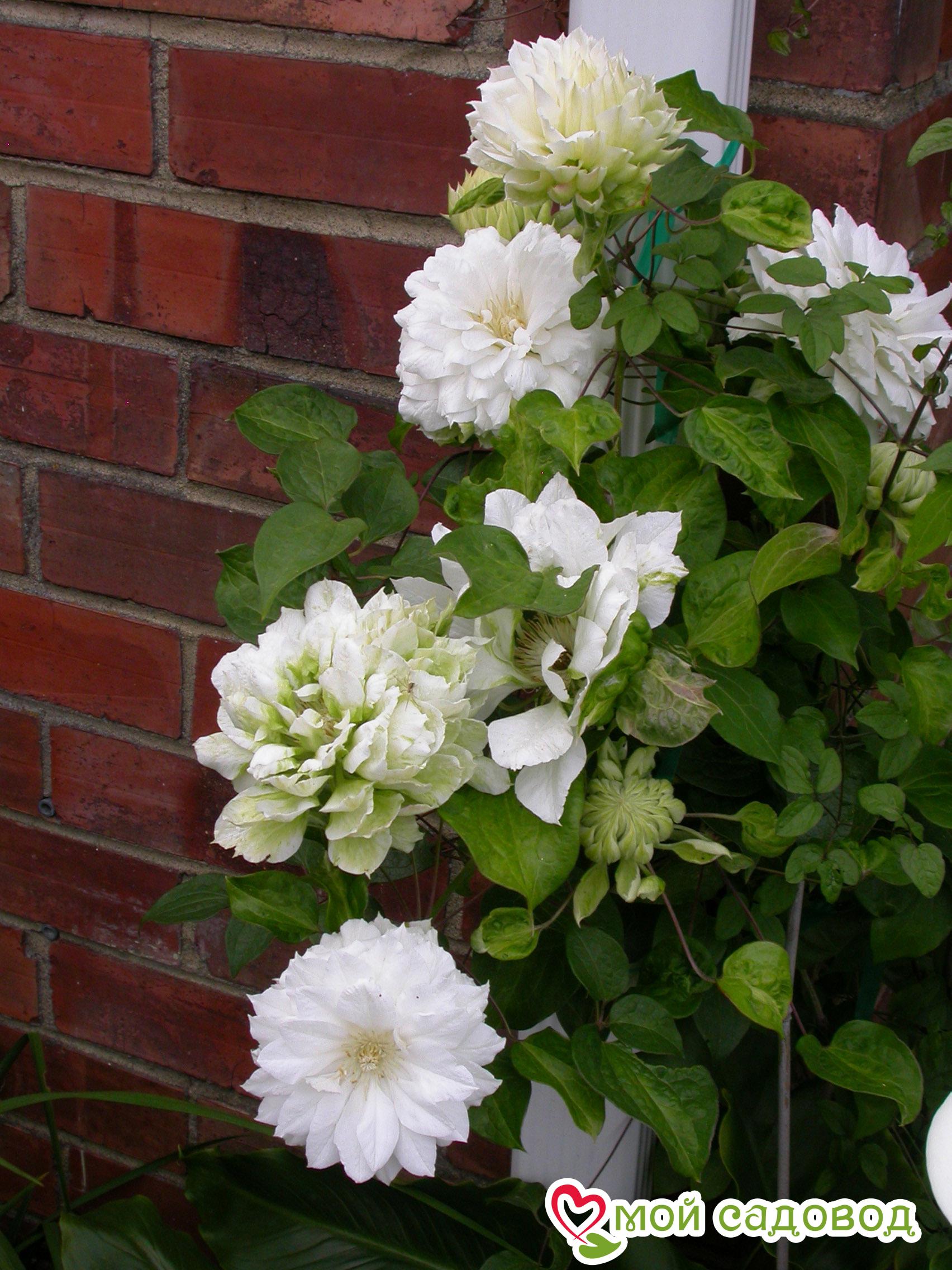 Duchess of edinburgh клематис. Клематис дачес эйденбург. Клематис дюшес эдинбурга. Клематис дачес эдинбург. Клематис дачес эйденбург.