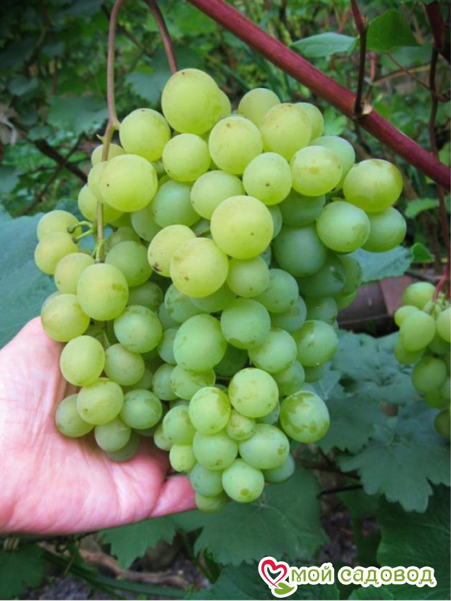 Виноград плодовый Марсианин