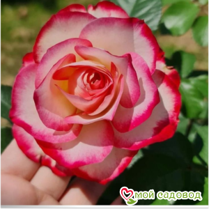 Роза флорибунда Черри парфе